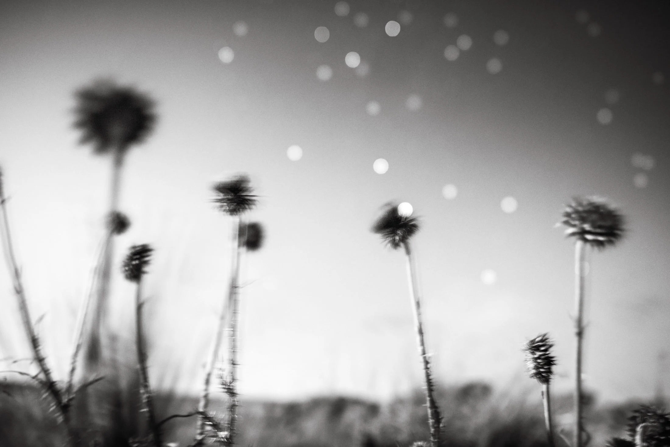 Black and white rural landscape