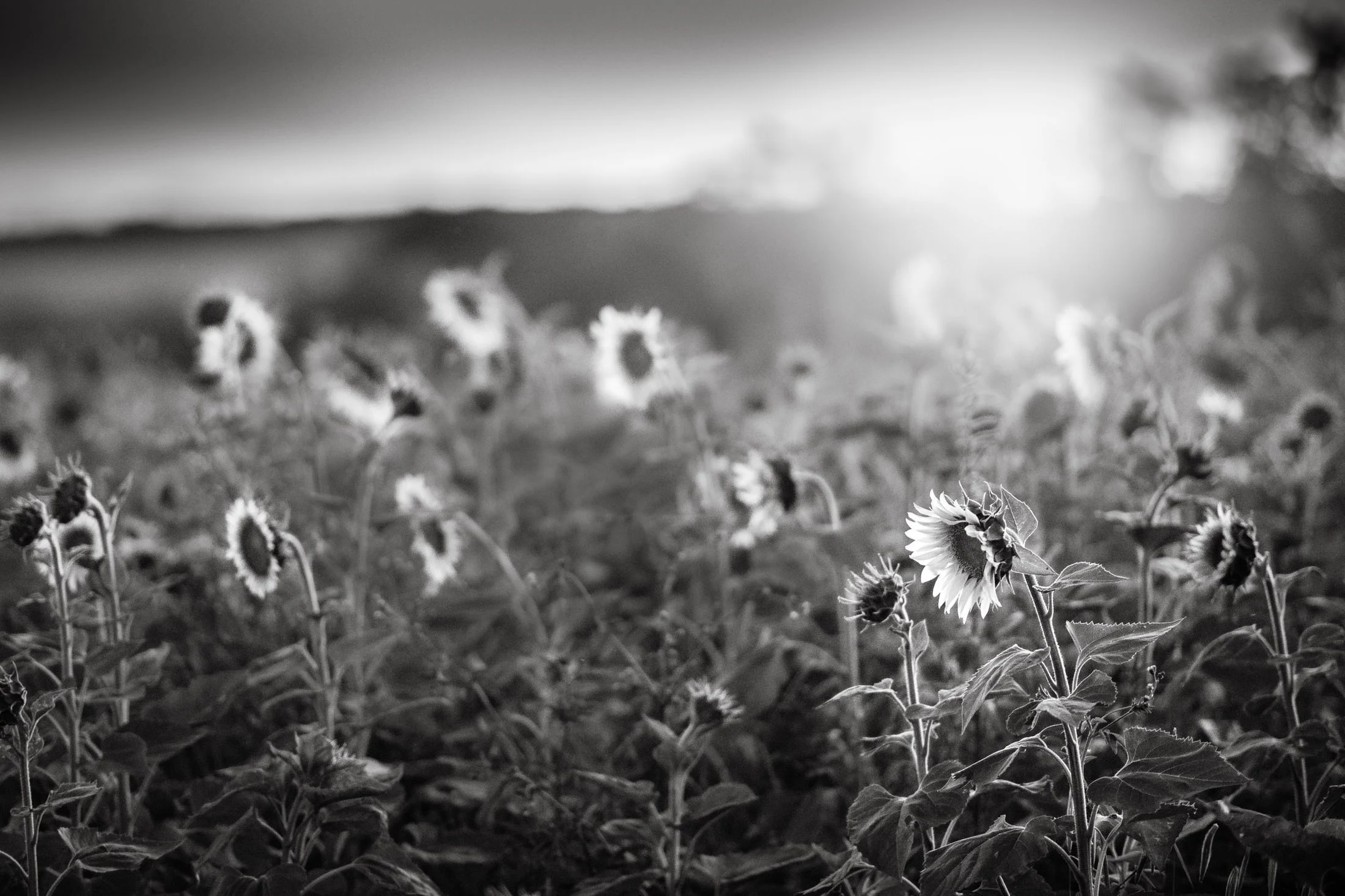 Black and white landscape photograph
