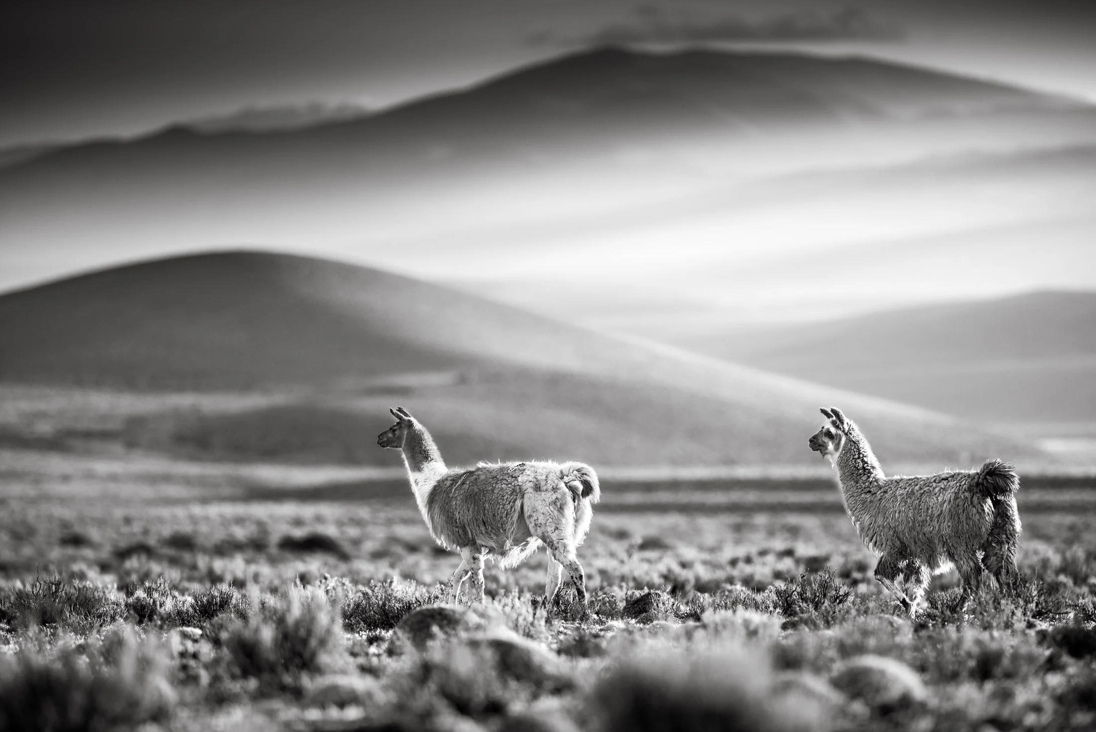 Black and white photograph of the Andes