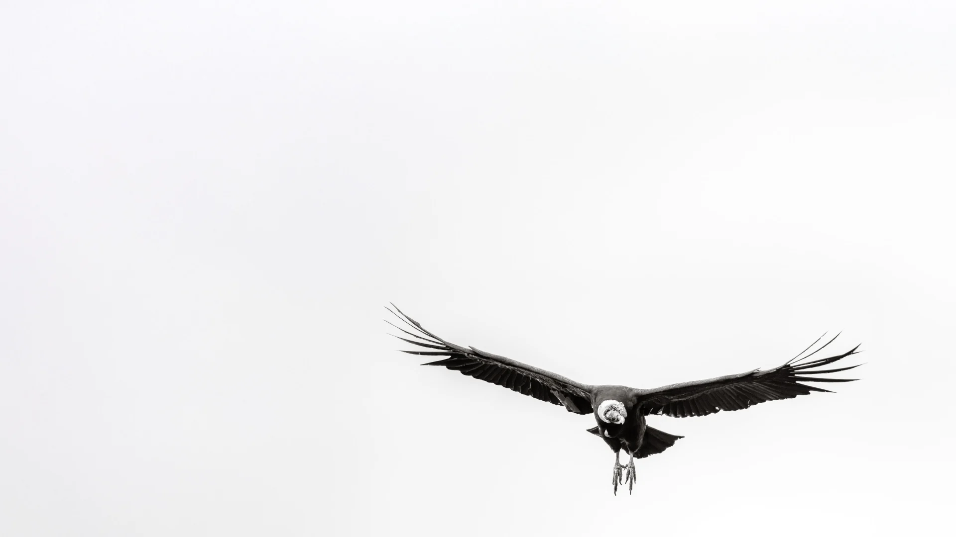 Andean condor photographed by Elias Sedita
