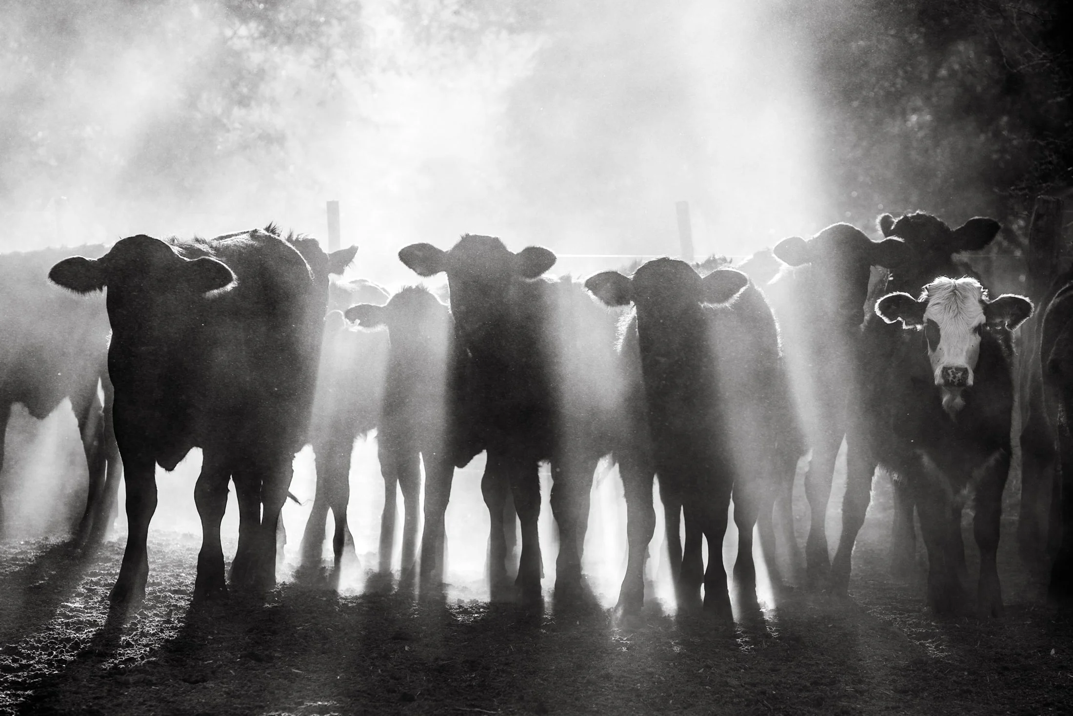 Gaucho and rural life in Argentina