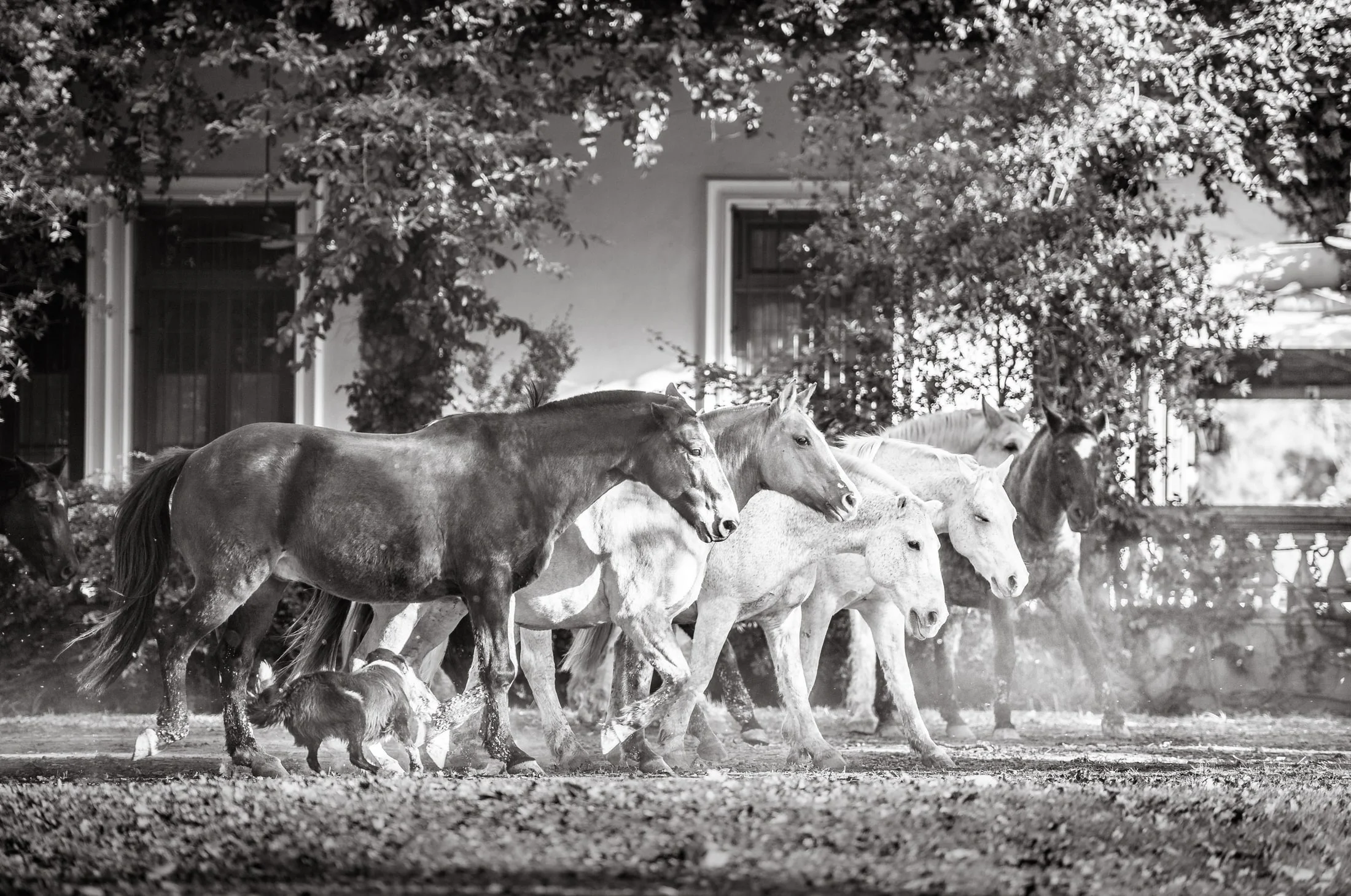 Horses in the Argentine countryside