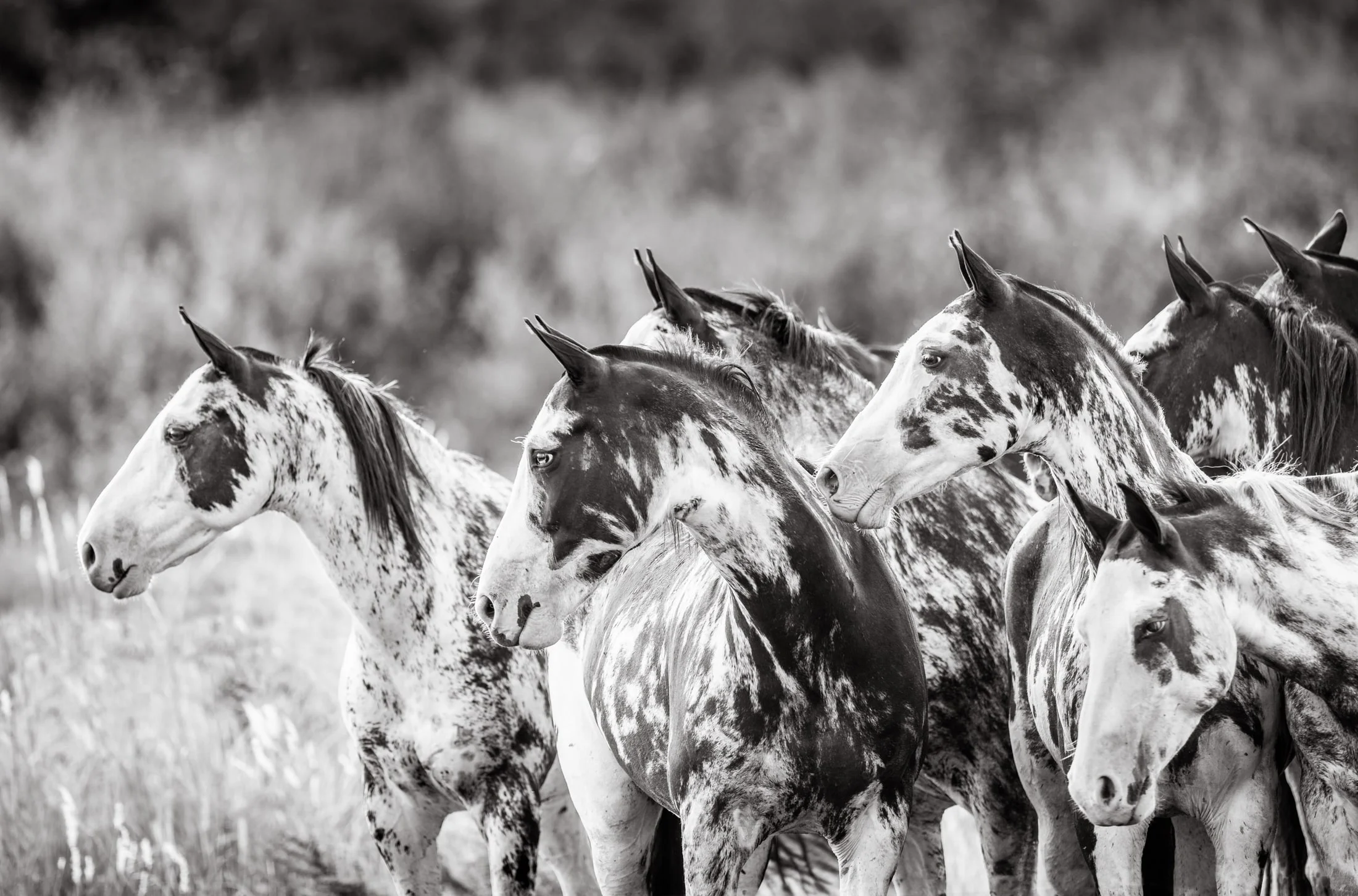 Horses in the Argentine countryside