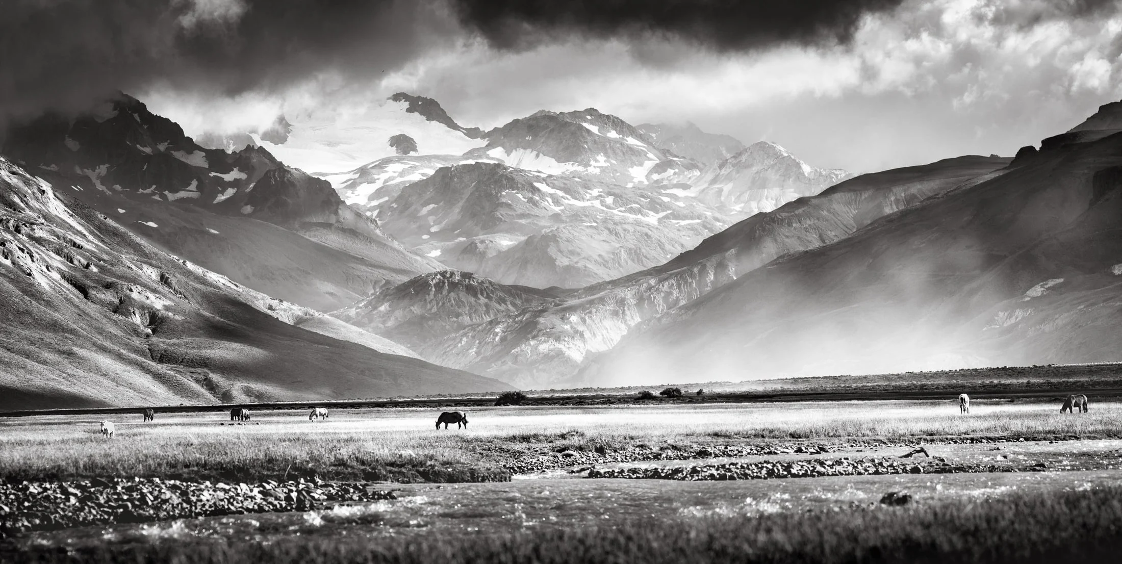 Horses in the Argentine countryside