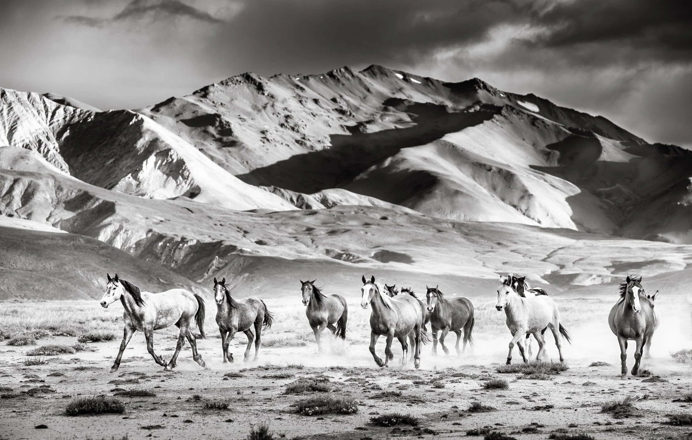 Horses in the Argentine countryside
