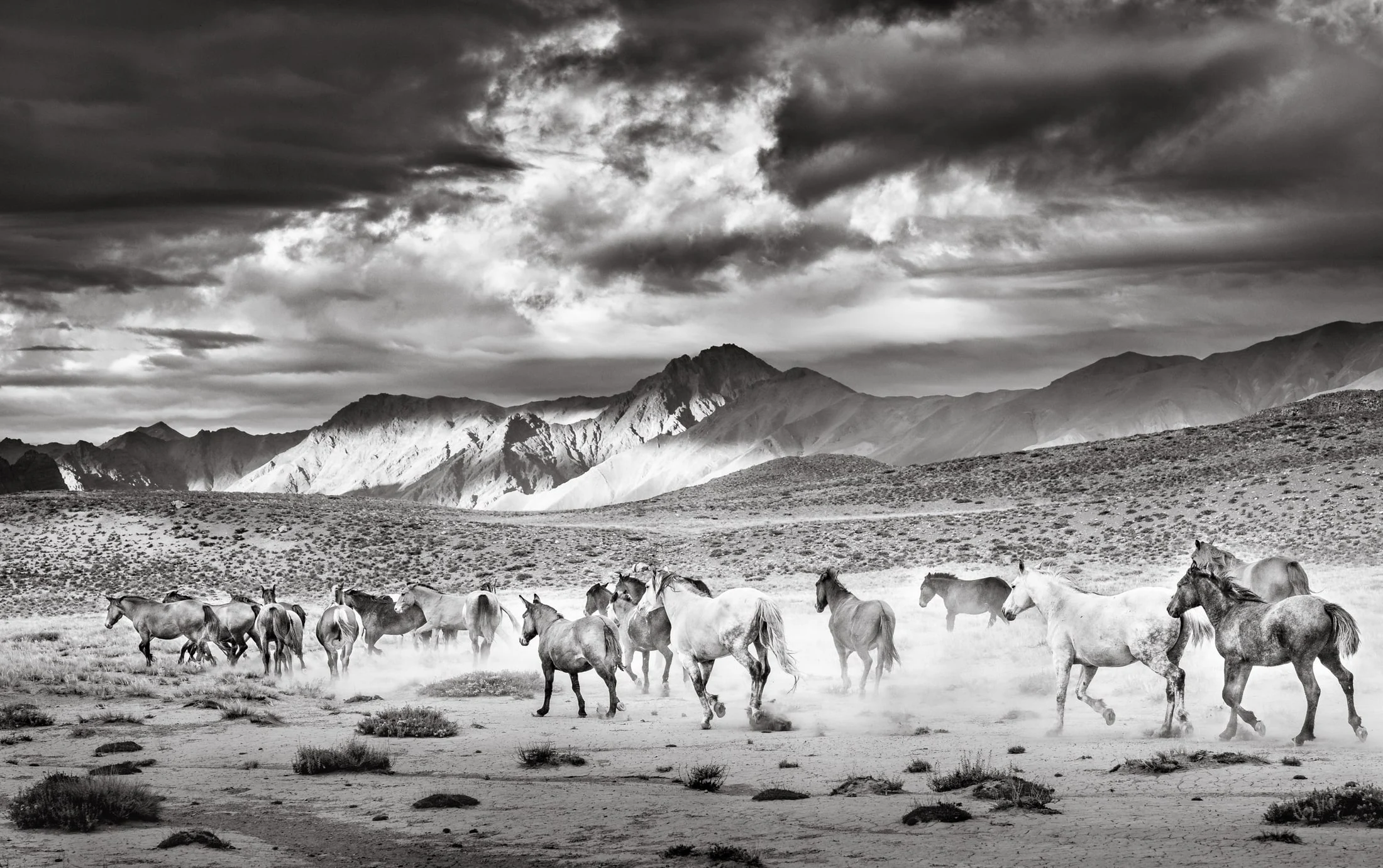 Horses in the Argentine countryside