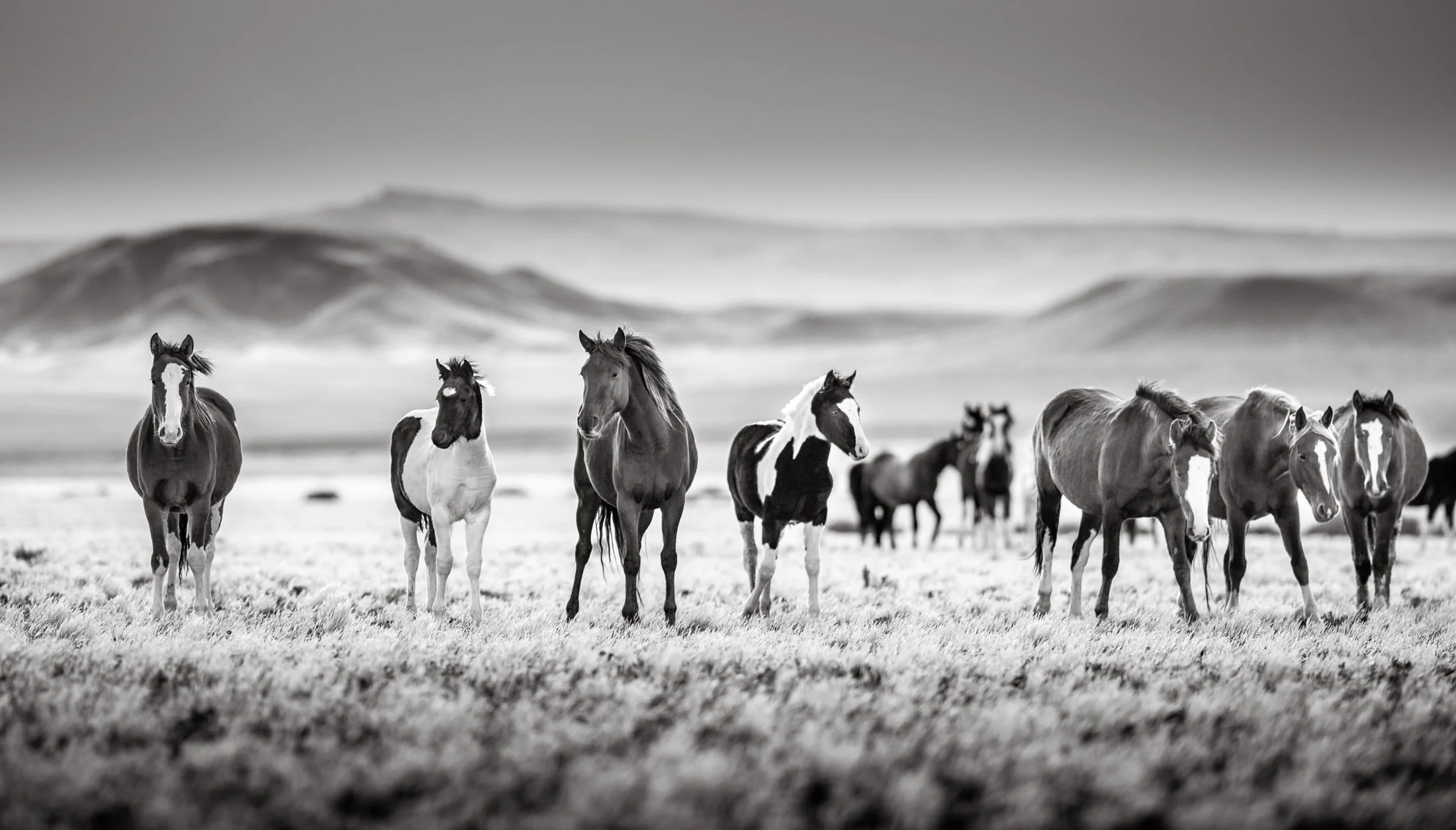 Horses in the Argentine countryside