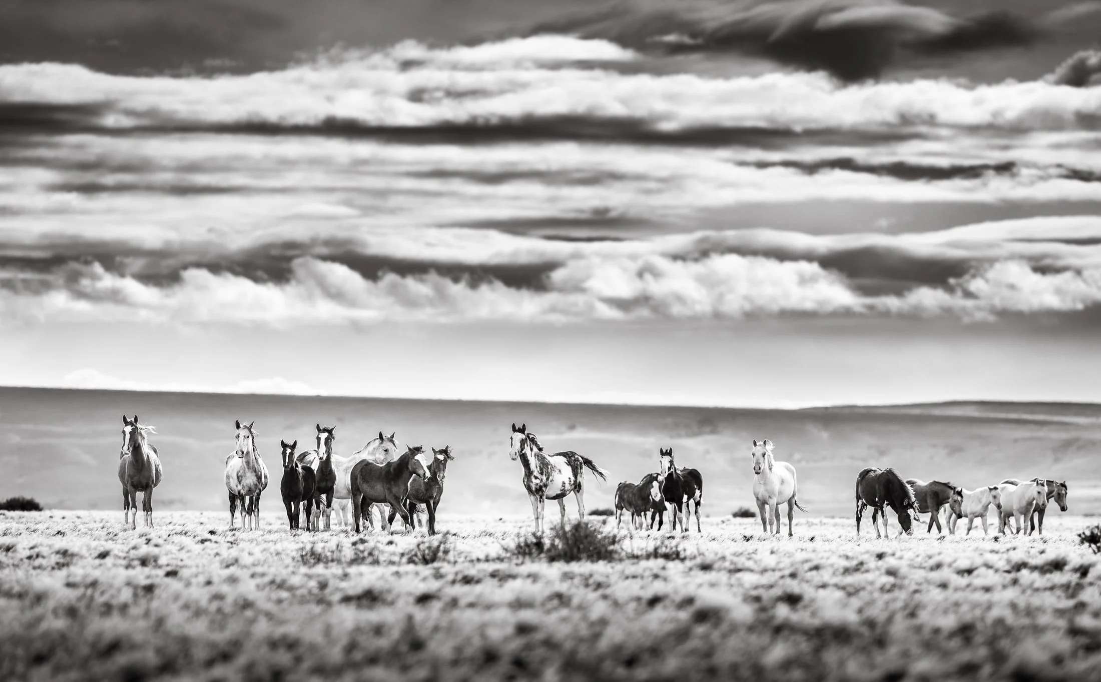 Horses in the Argentine countryside