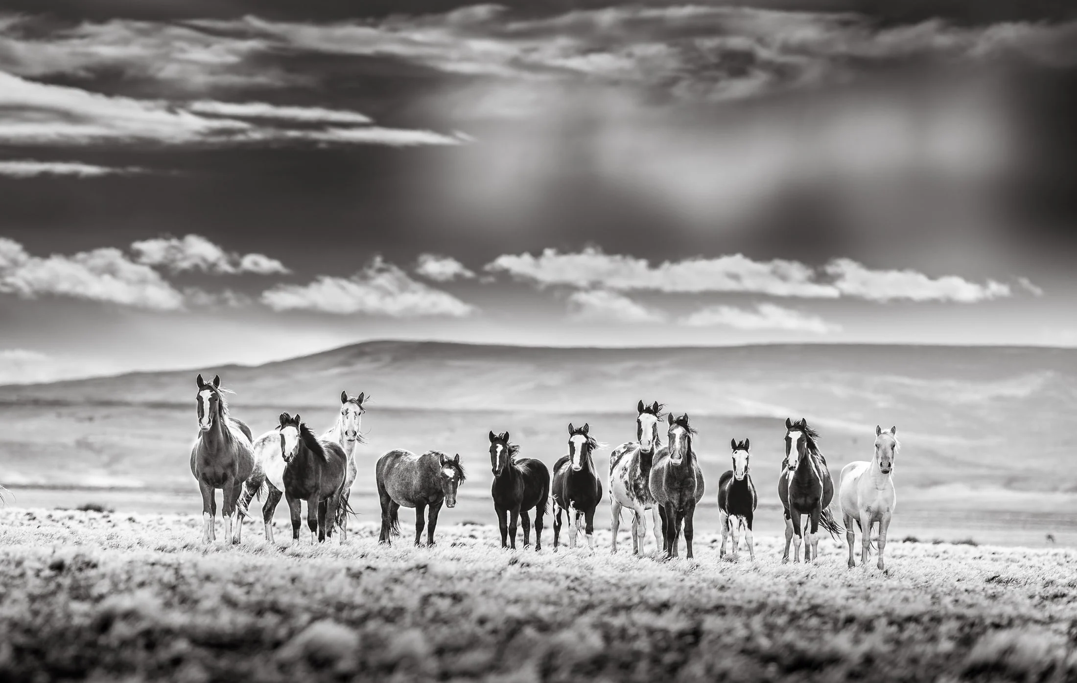 Horses in the Argentine countryside