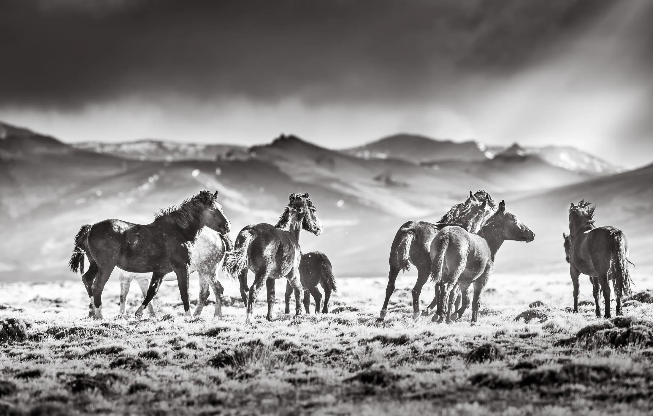 Horses in the Argentine countryside