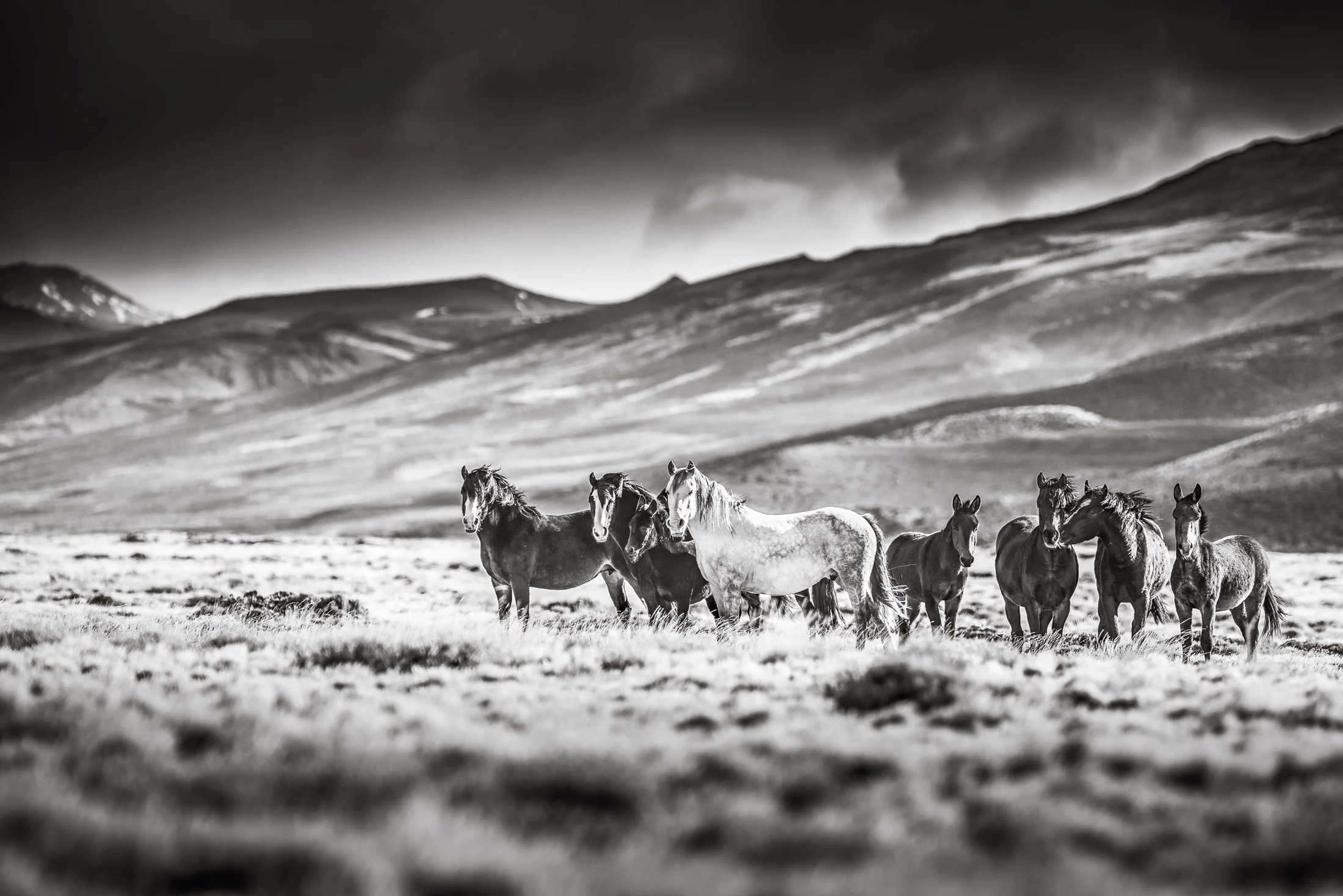 Horses in the Argentine countryside