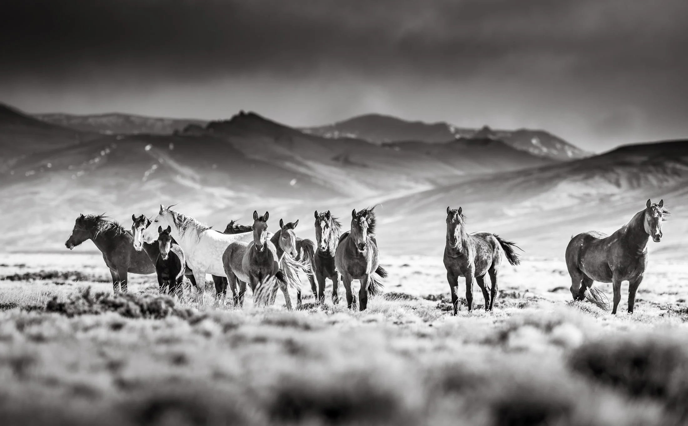 Horses in the Argentine countryside