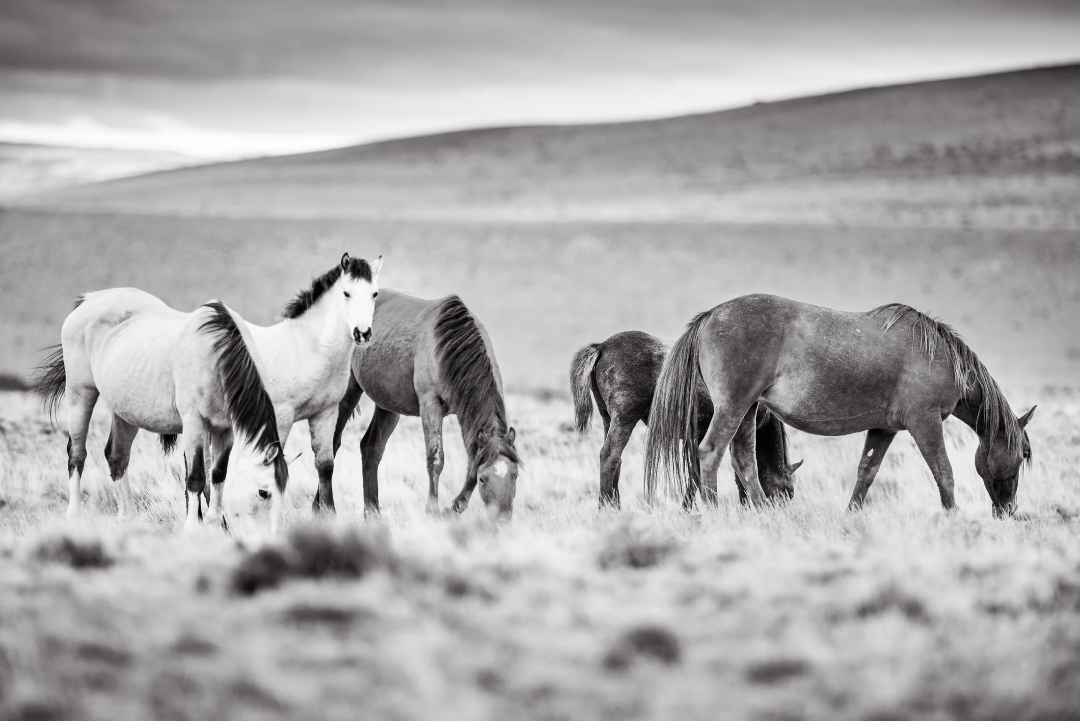 Horses in the Argentine countryside