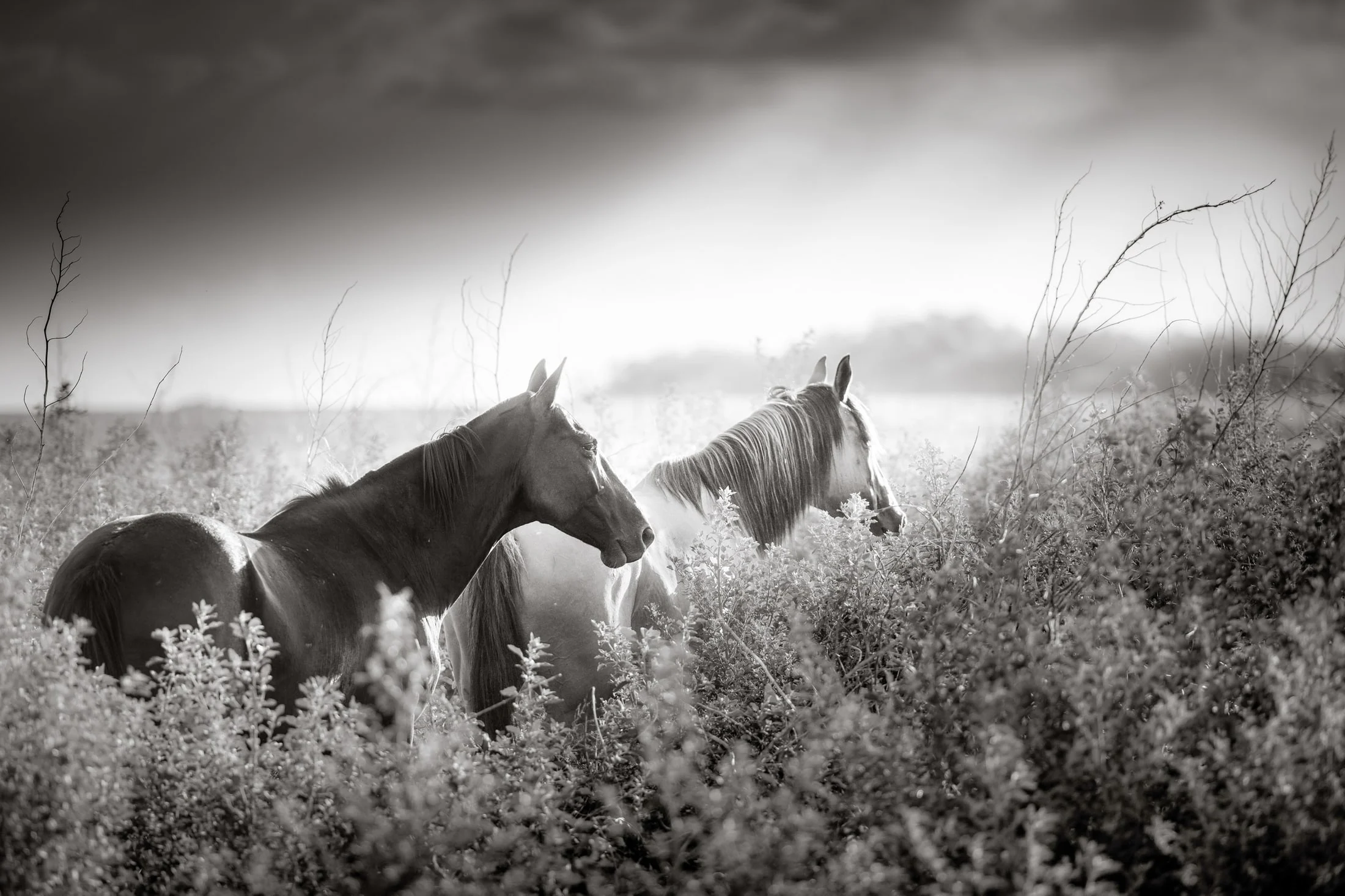 Horses in the Argentine countryside