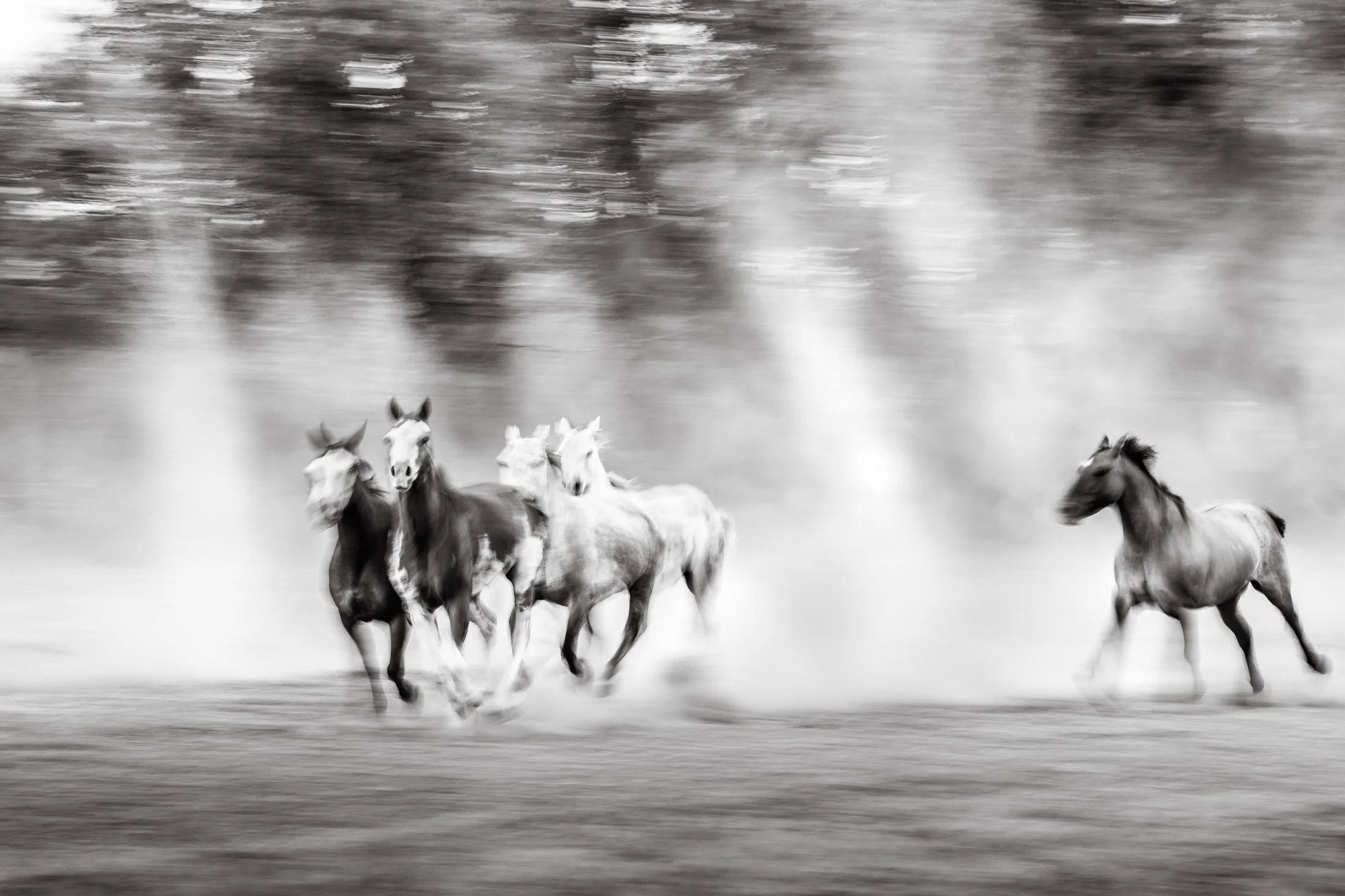 Horses in the Argentine countryside