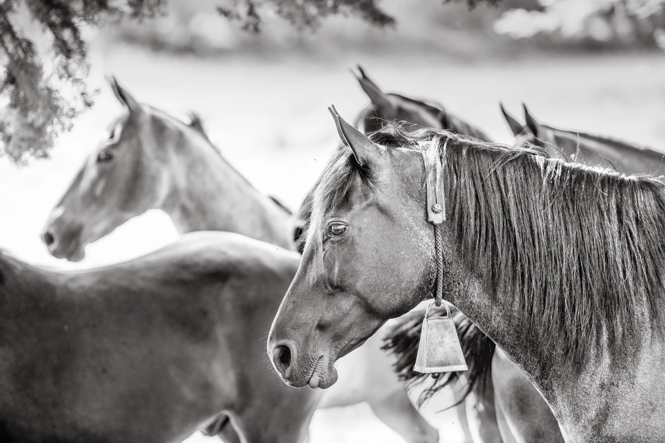 Horses in the Argentine countryside