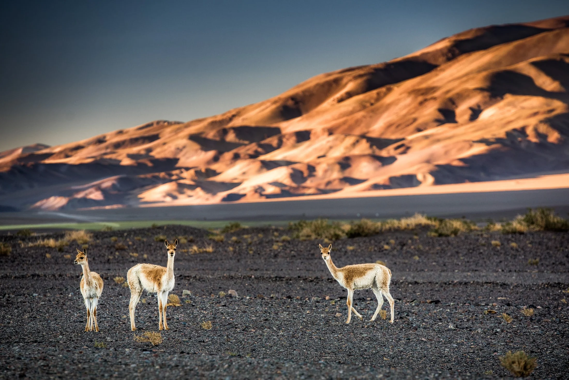 Landscape along Ruta 40, Argentina