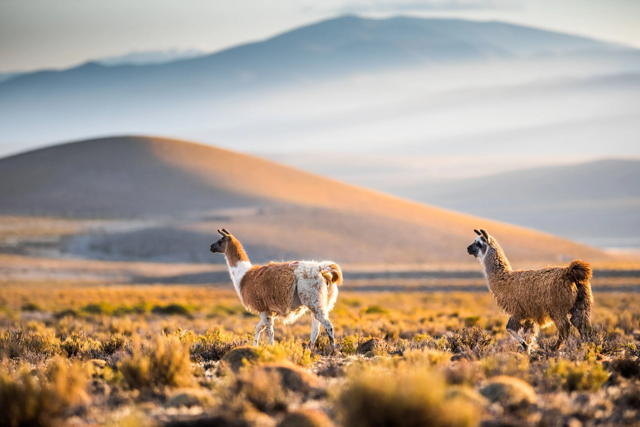 Landscape along Ruta 40, Argentina