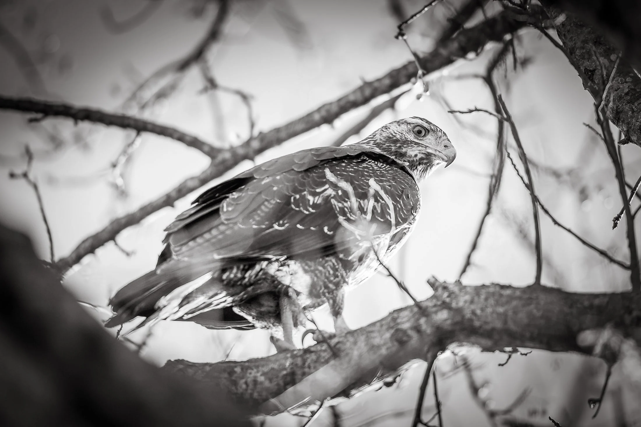 Wildlife in Patagonia