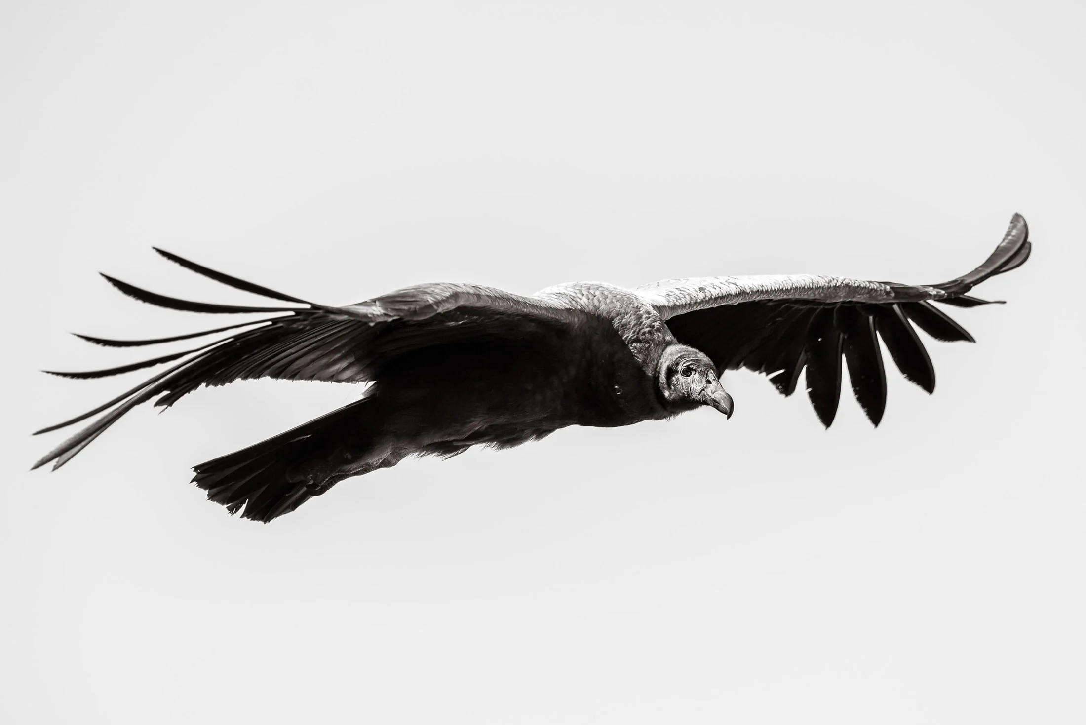 Wildlife in Patagonia