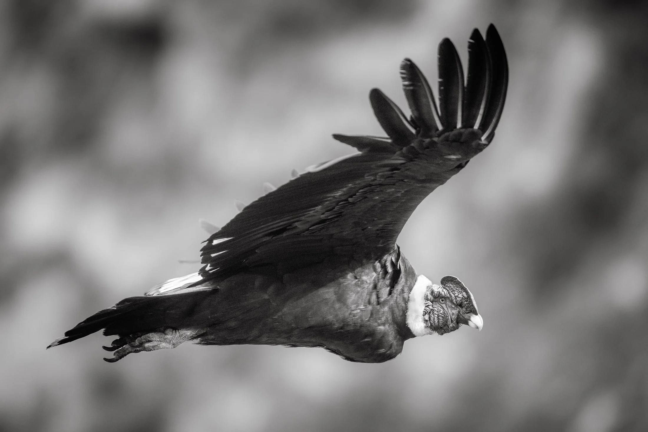 Wildlife in Patagonia