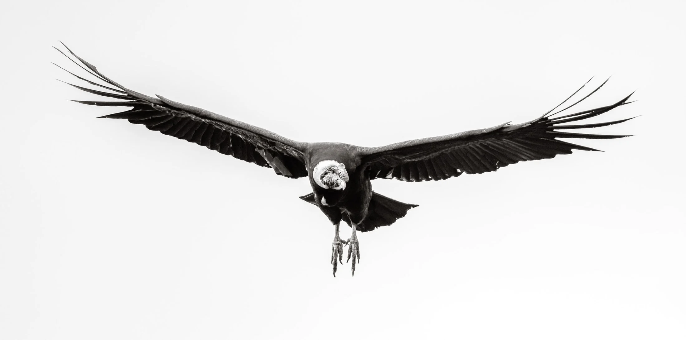 Wildlife in Patagonia