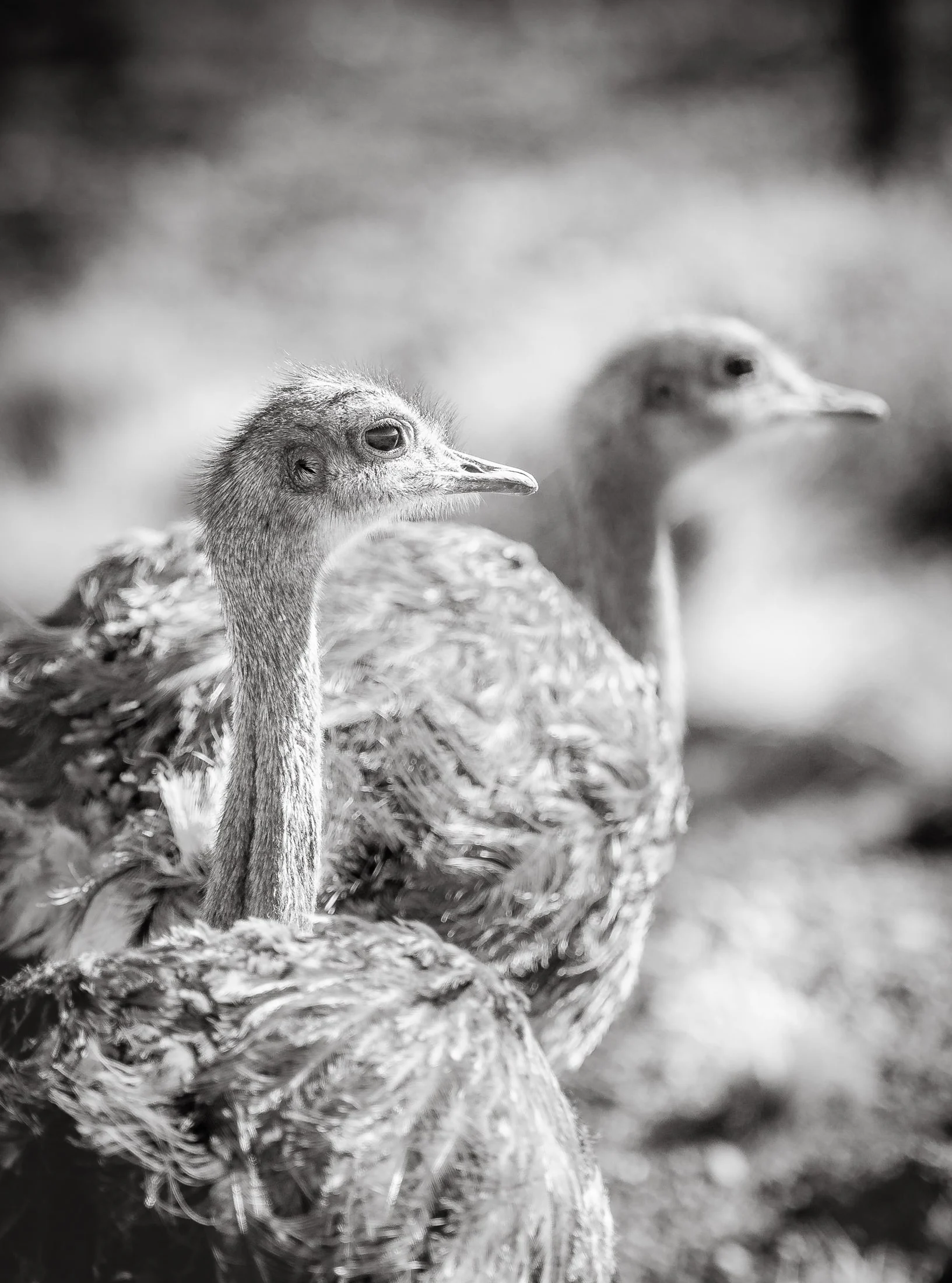 Wildlife in Patagonia